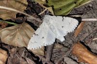 Acronicta leporina