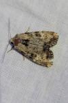Apamea scolopacina