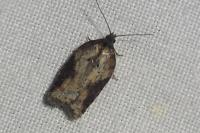 Acleris hastiana