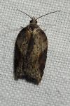 Acleris hastiana