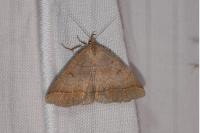 Zanclognatha lunalis