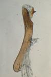 Archanara neurica