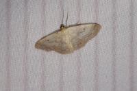 Idaea biselata