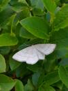 Scopula ternata