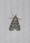 Eudonia truncicolella