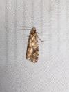 Montescardia tessulatella