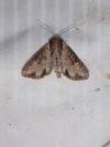Apamea crenata
