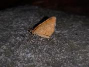 Macaria brunneata