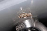 Epinotia tedella