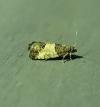 Spilonota ocellana