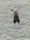 Nemophora degeerella