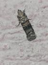 Dioryctria abietella