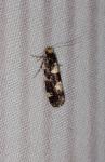 Triaxomera fulvimitrella