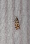 Epinotia tedella
