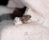 Hedya nubiferana