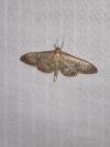 Anania lancealis