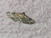 Eupithecia linariata