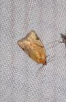 Paramesia gnomana