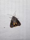 Noctua janthe