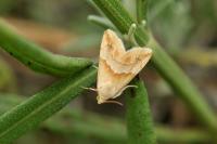 Eublemma parva
