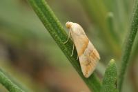 Eublemma parva