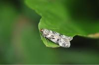 Chionodes electella
