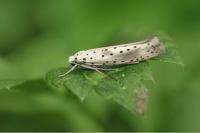 Yponomeuta irrorella
