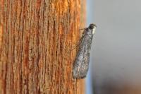 Salebriopsis albicilla