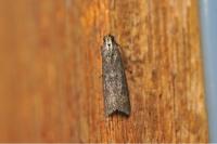 Salebriopsis albicilla