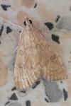 Udea fulvalis
