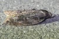 Luquetia lobella