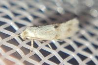 Elachista maculicerusella
