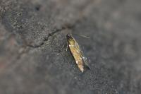 Argolamprotes micella