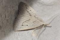 Macrochilo cribrumalis