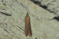 Dichomeris ustalella