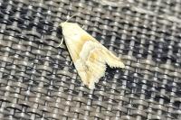 Eublemma parva