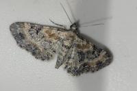 Eupithecia linariata