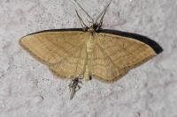 Idaea ochrata