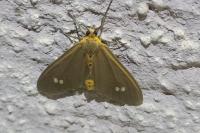 Dysauxes ancilla