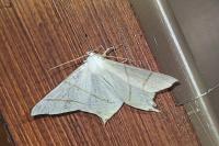 Ourapteryx sambucaria
