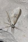 Xanthorhoe montanata