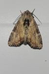Apamea scolopacina