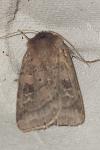 Diarsia rubi