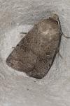 Hoplodrina blanda