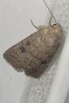 Hoplodrina octogenaria