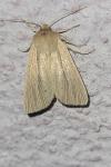 Mythimna impura
