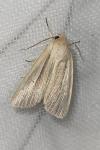 Mythimna impura