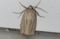 Mythimna pudorina