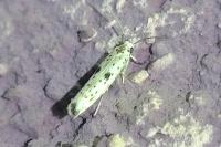 Yponomeuta plumbella