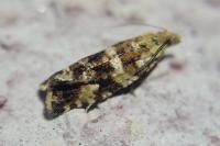 Olethreutes palustrana